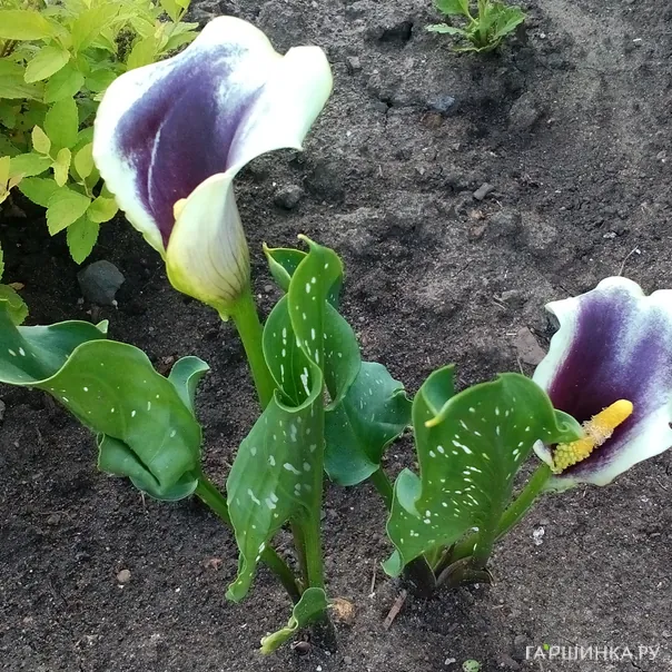 превью изображения отзыва