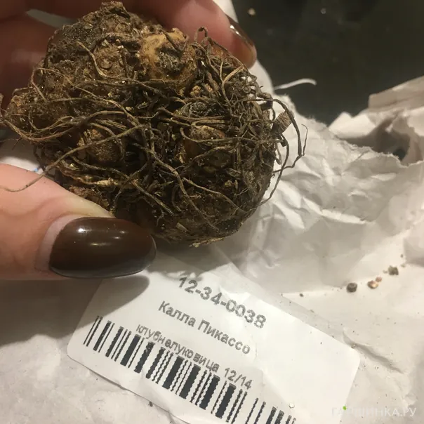 превью изображения отзыва