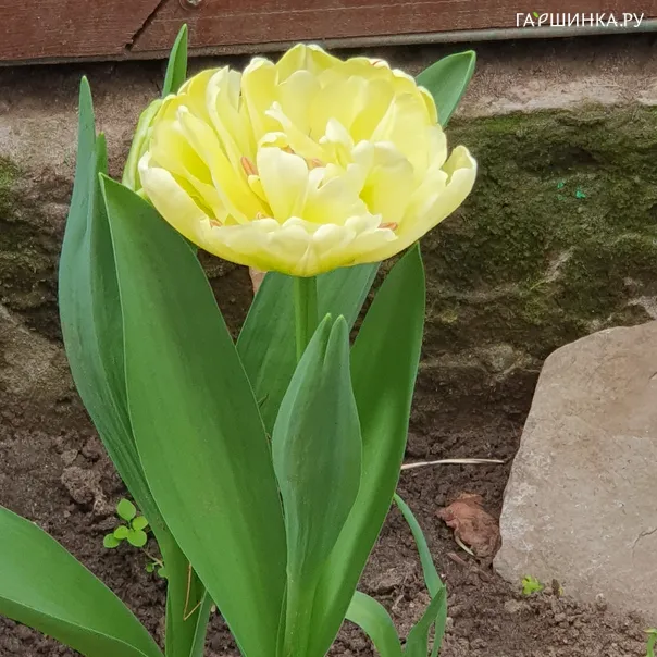 превью изображения отзыва