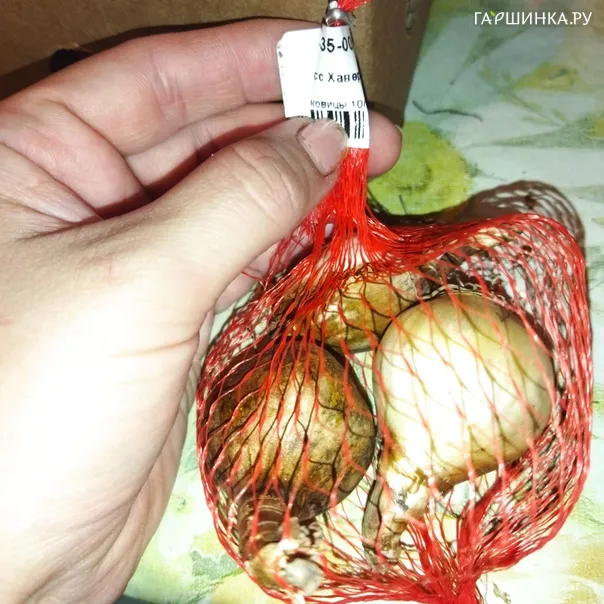 превью изображения отзыва
