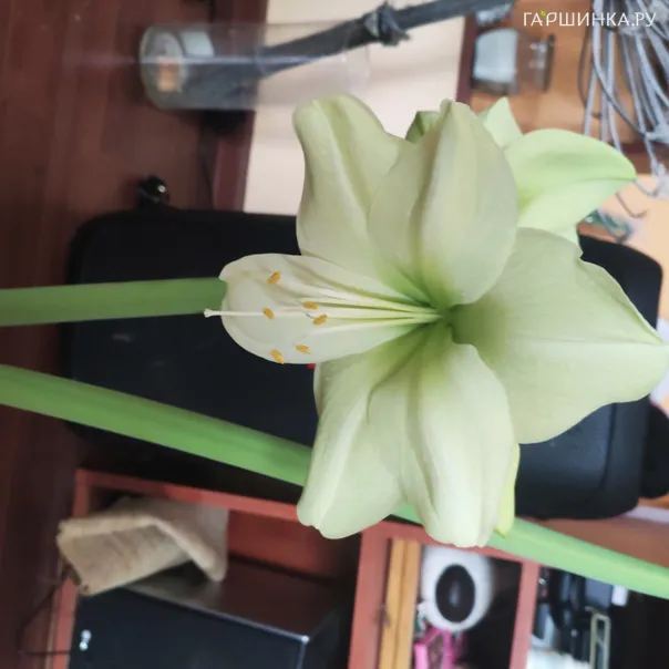 превью изображения отзыва