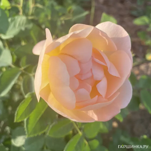 превью изображения отзыва