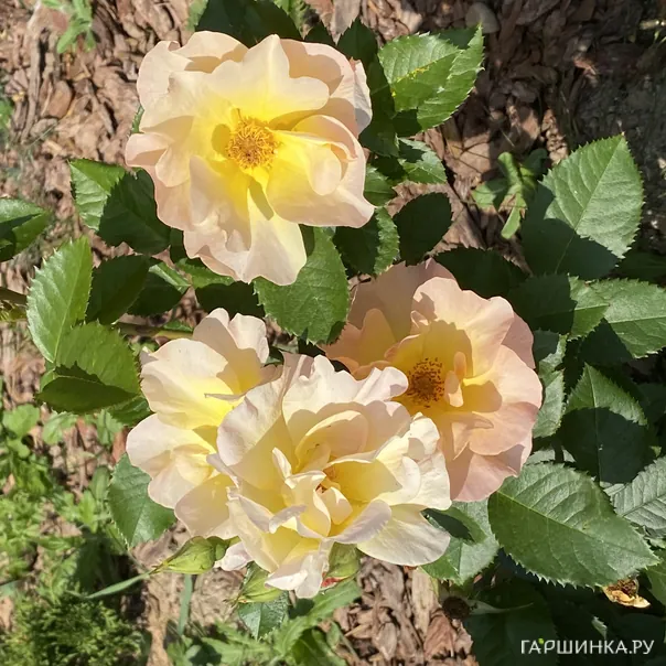 превью изображения отзыва