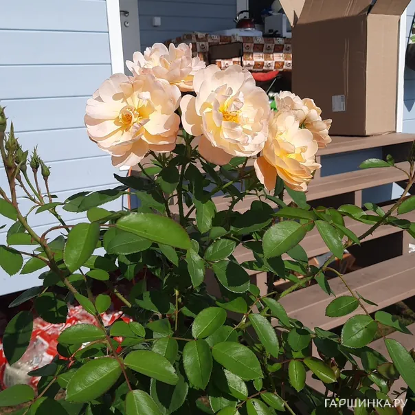 превью изображения отзыва