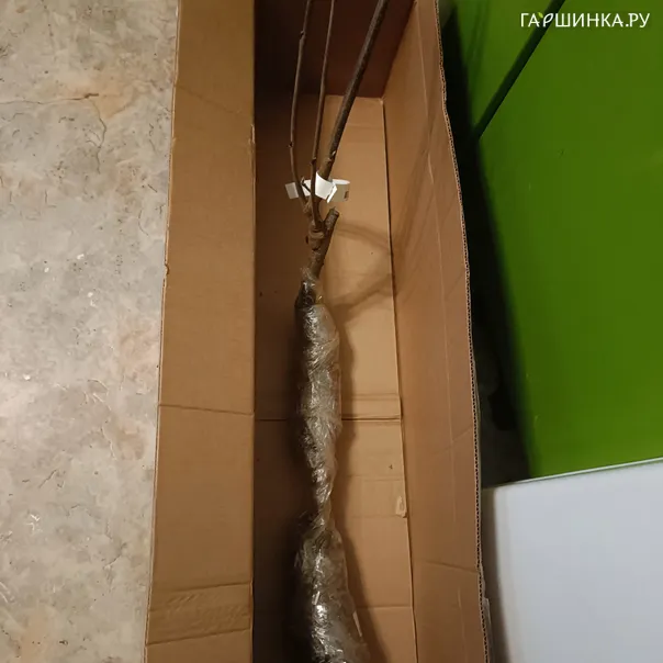 превью изображения отзыва