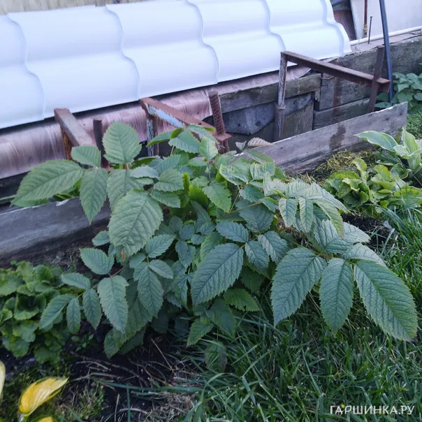 превью изображения отзыва