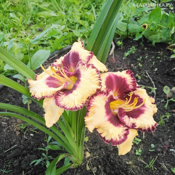 превью изображения отзыва