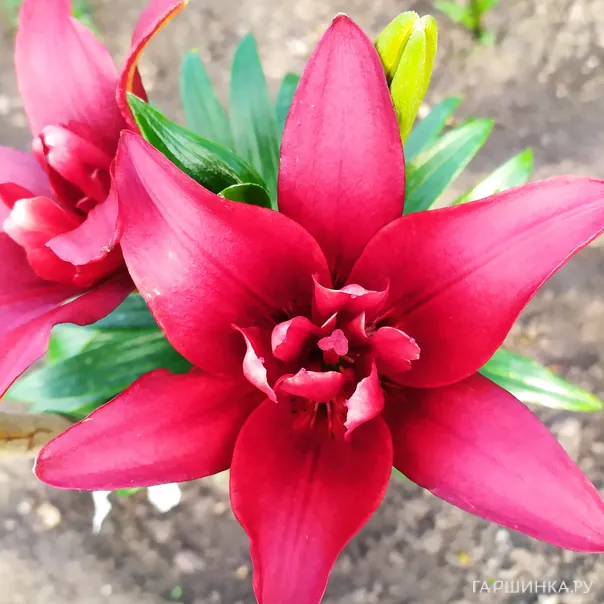 превью изображения отзыва