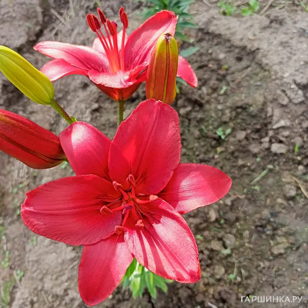 превью изображения отзыва