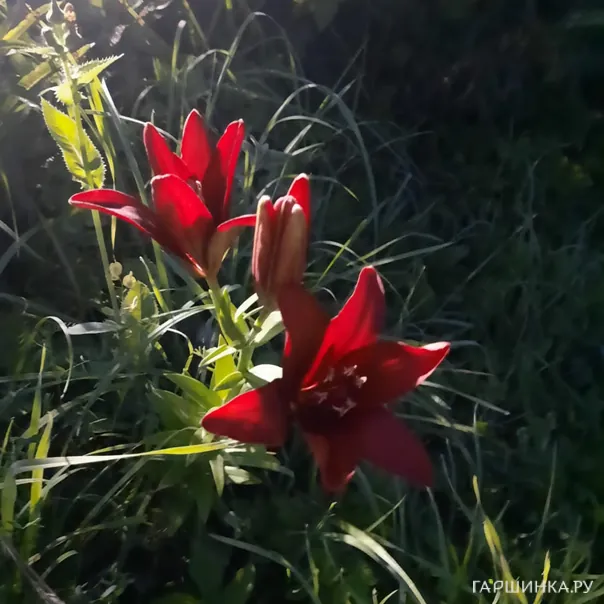 превью изображения отзыва