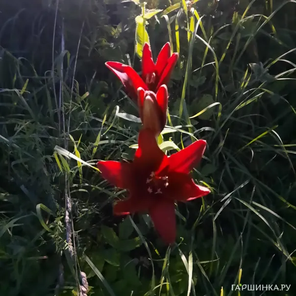 превью изображения отзыва