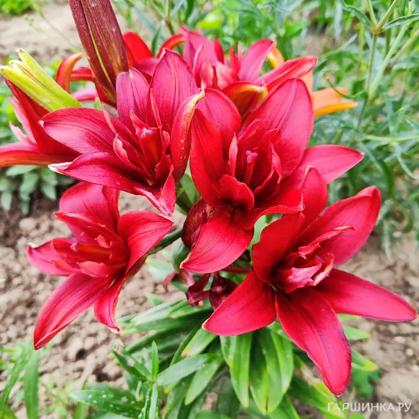 превью изображения отзыва