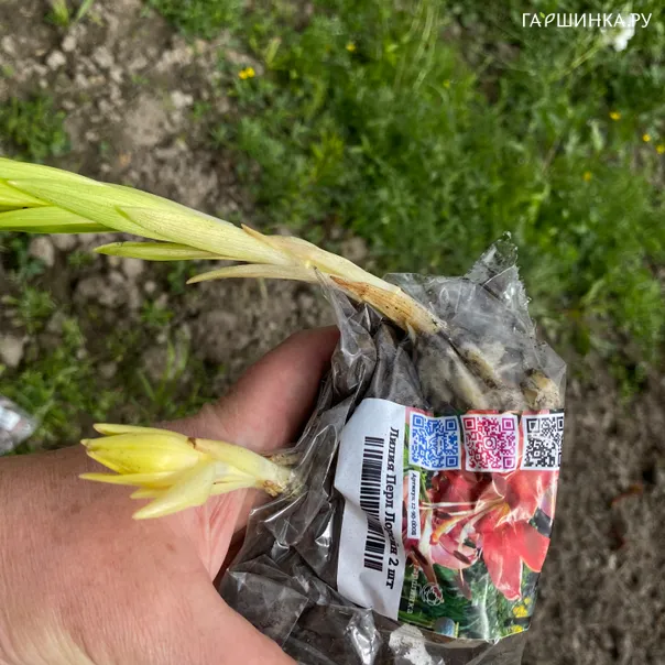 превью изображения отзыва