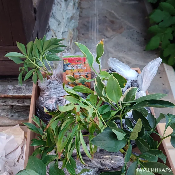 превью изображения отзыва