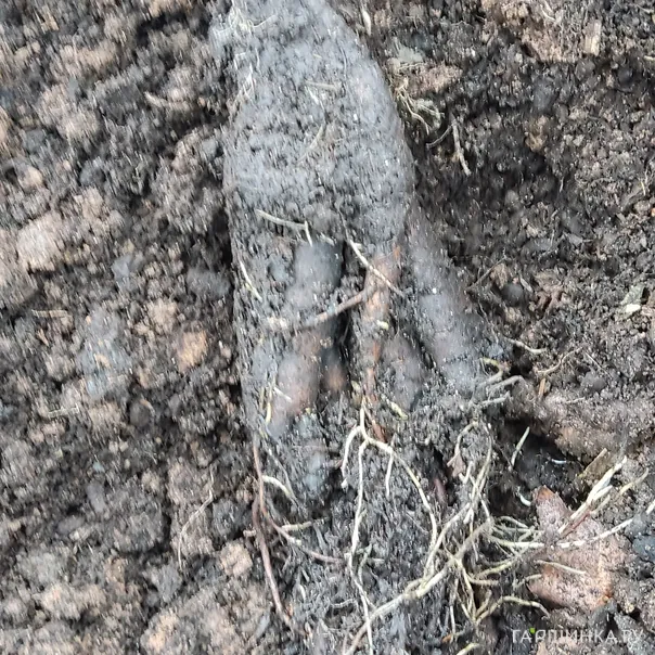 превью изображения отзыва