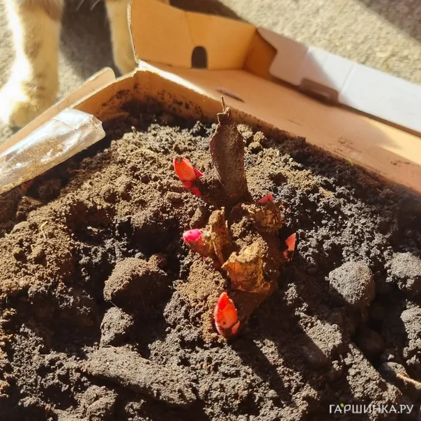 превью изображения отзыва