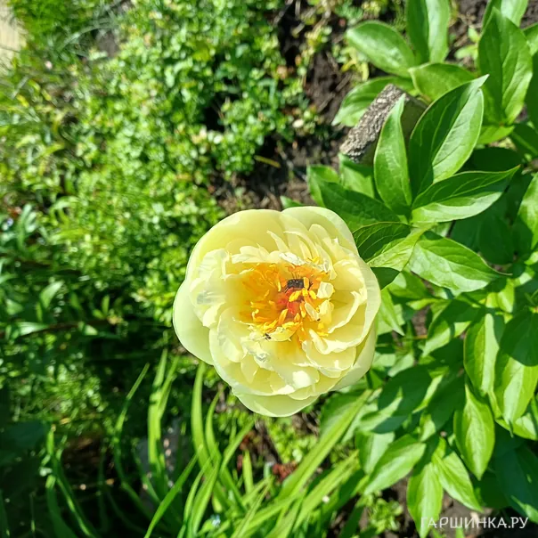 превью изображения отзыва