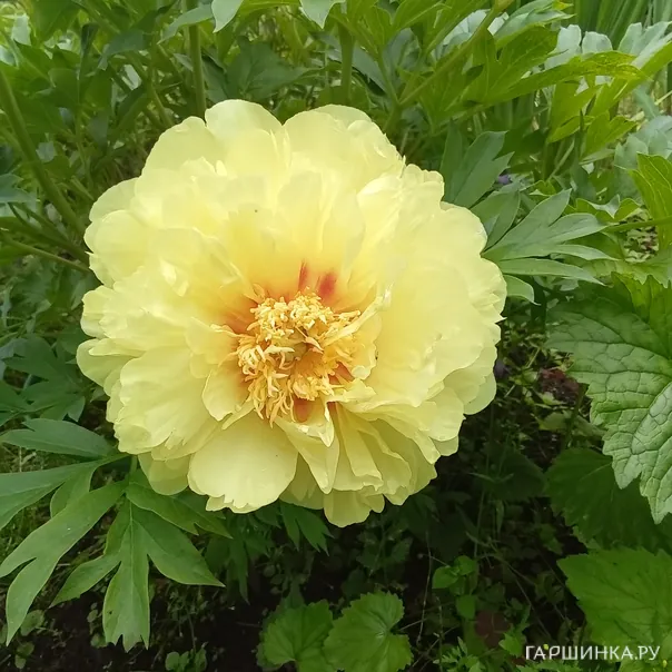 превью изображения отзыва