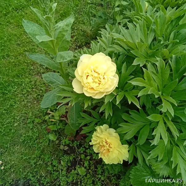 превью изображения отзыва