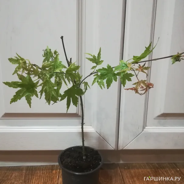 превью изображения отзыва