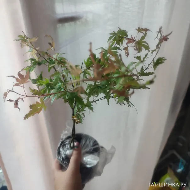 превью изображения отзыва