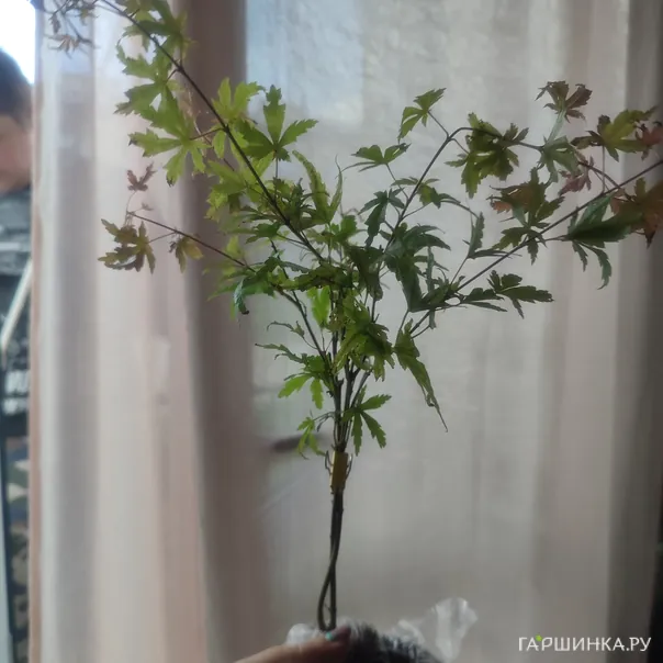 превью изображения отзыва