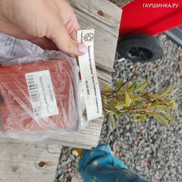 превью изображения отзыва