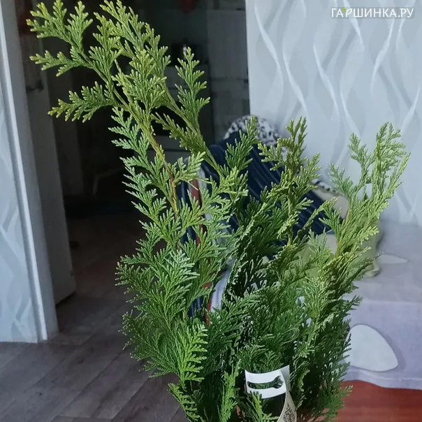 превью изображения отзыва