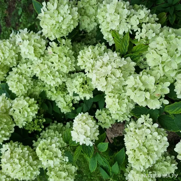 превью изображения отзыва