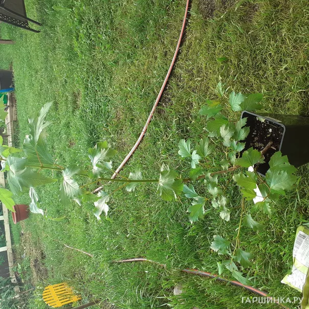 превью изображения отзыва