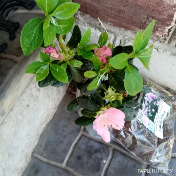 превью изображения отзыва