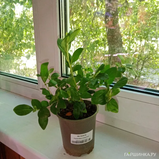 превью изображения отзыва