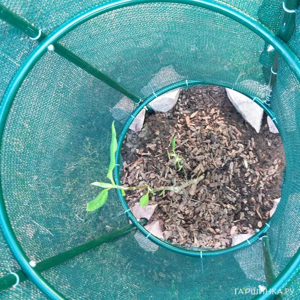 превью изображения отзыва