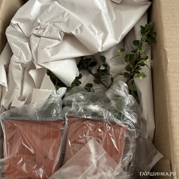 превью изображения отзыва