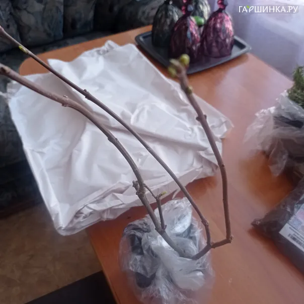превью изображения отзыва