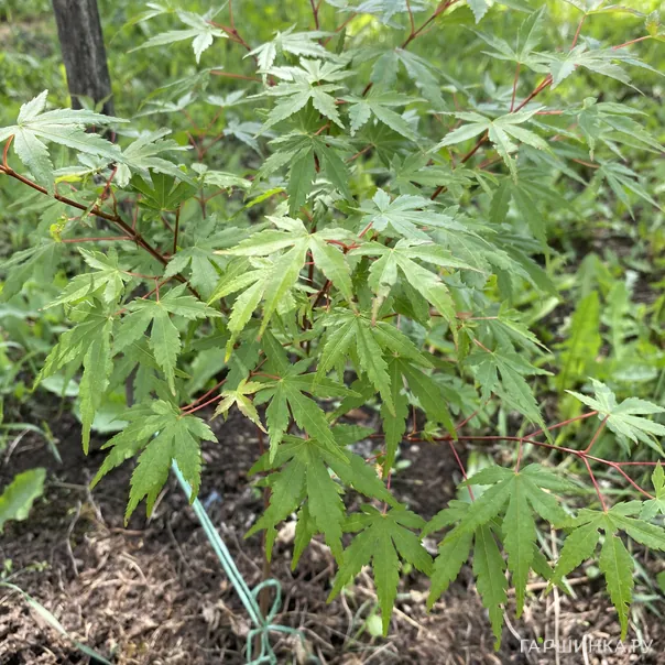 превью изображения отзыва