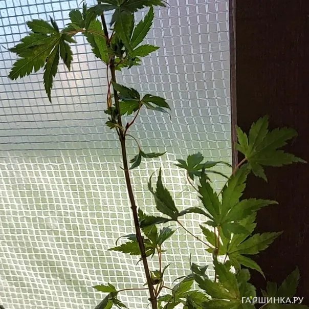 превью изображения отзыва