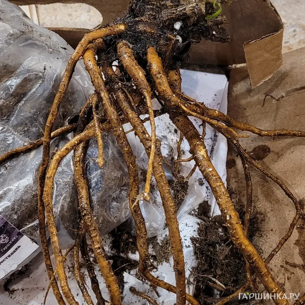 превью изображения отзыва