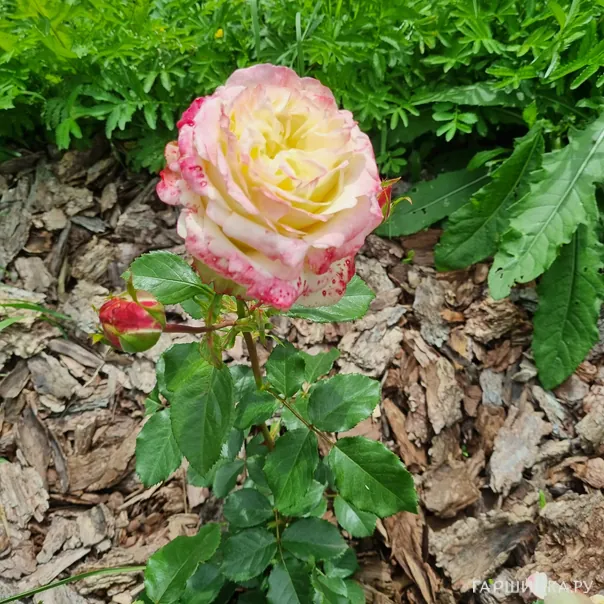 превью изображения отзыва