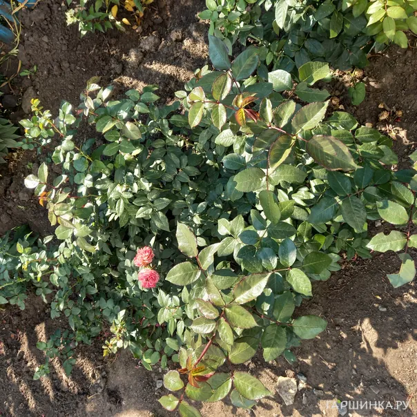 превью изображения отзыва