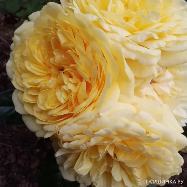 превью изображения отзыва