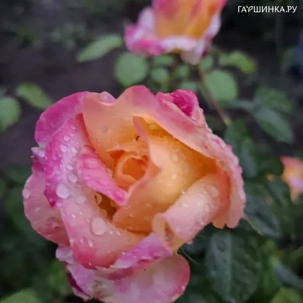превью изображения отзыва