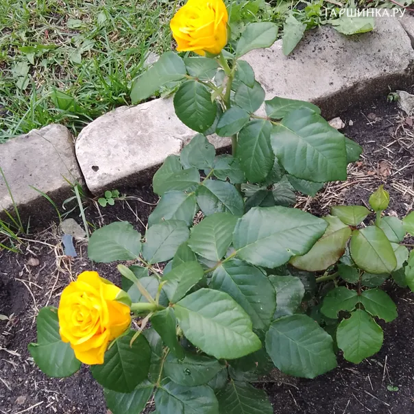 превью изображения отзыва
