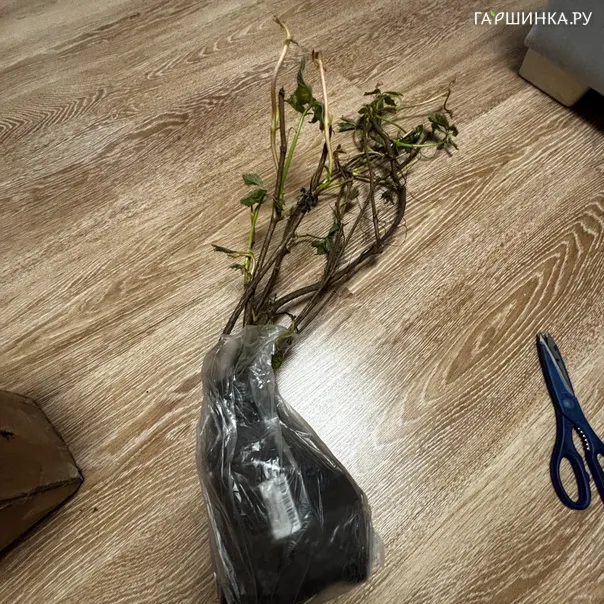превью изображения отзыва