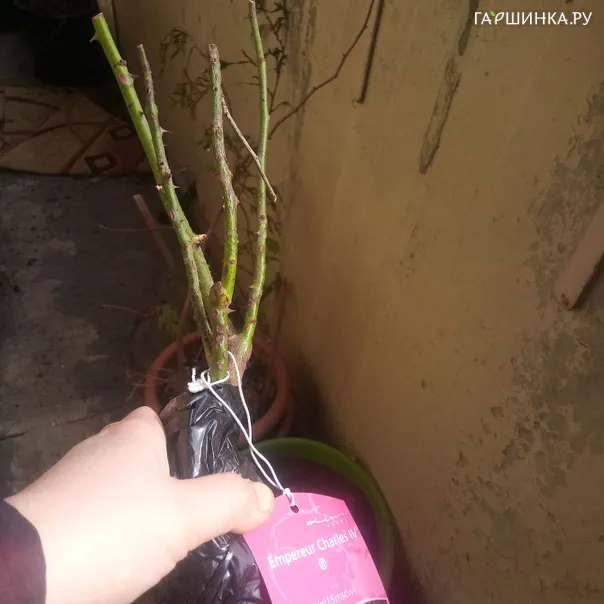 превью изображения отзыва