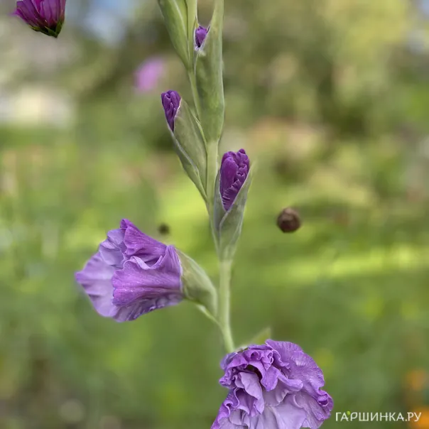 превью изображения отзыва