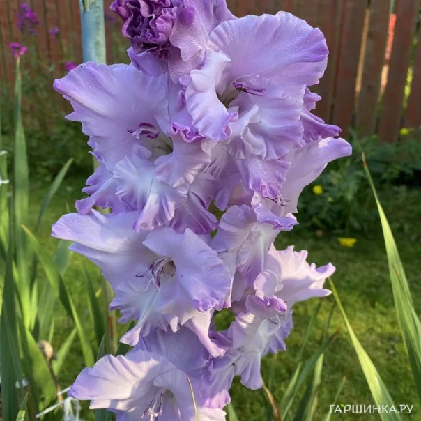 превью изображения отзыва