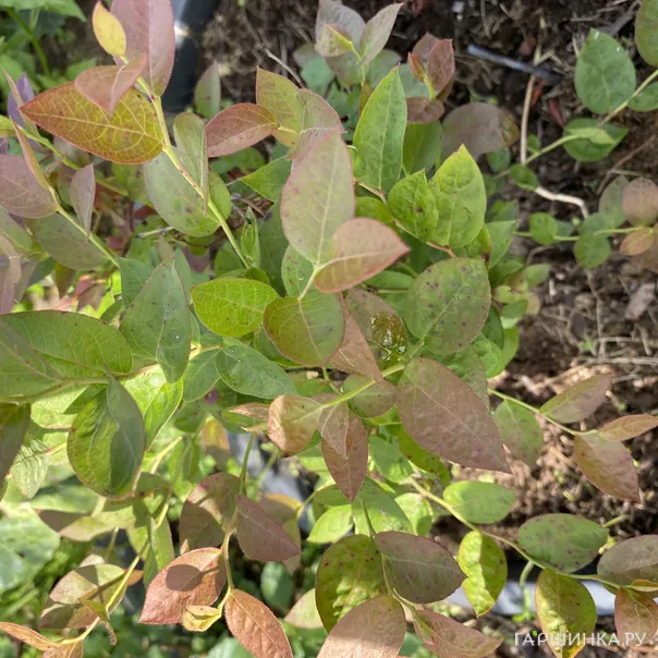 превью изображения отзыва