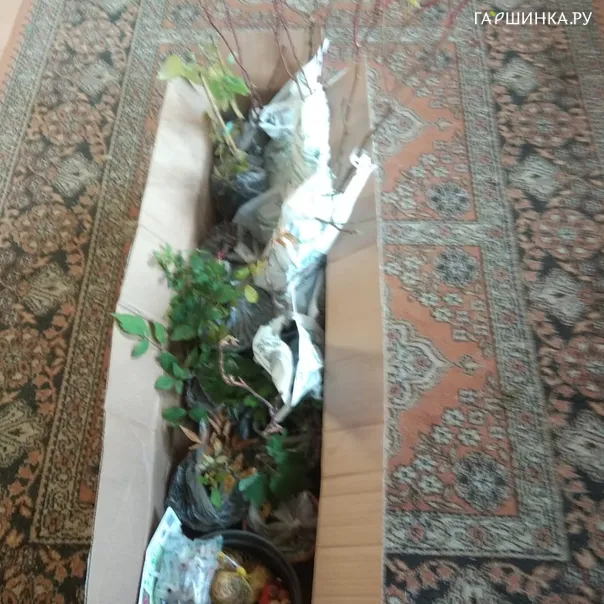 превью изображения отзыва