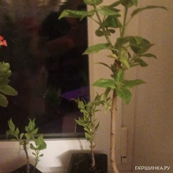 превью изображения отзыва